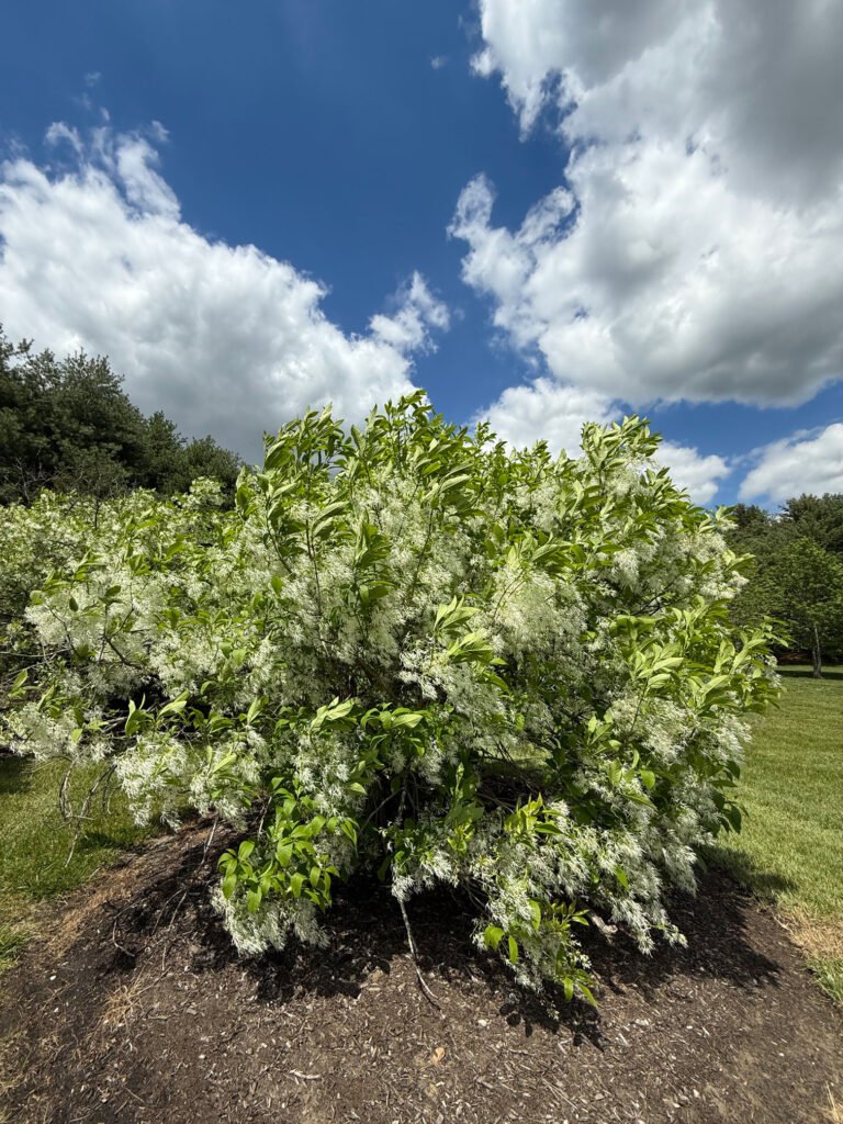 Fringe Tree