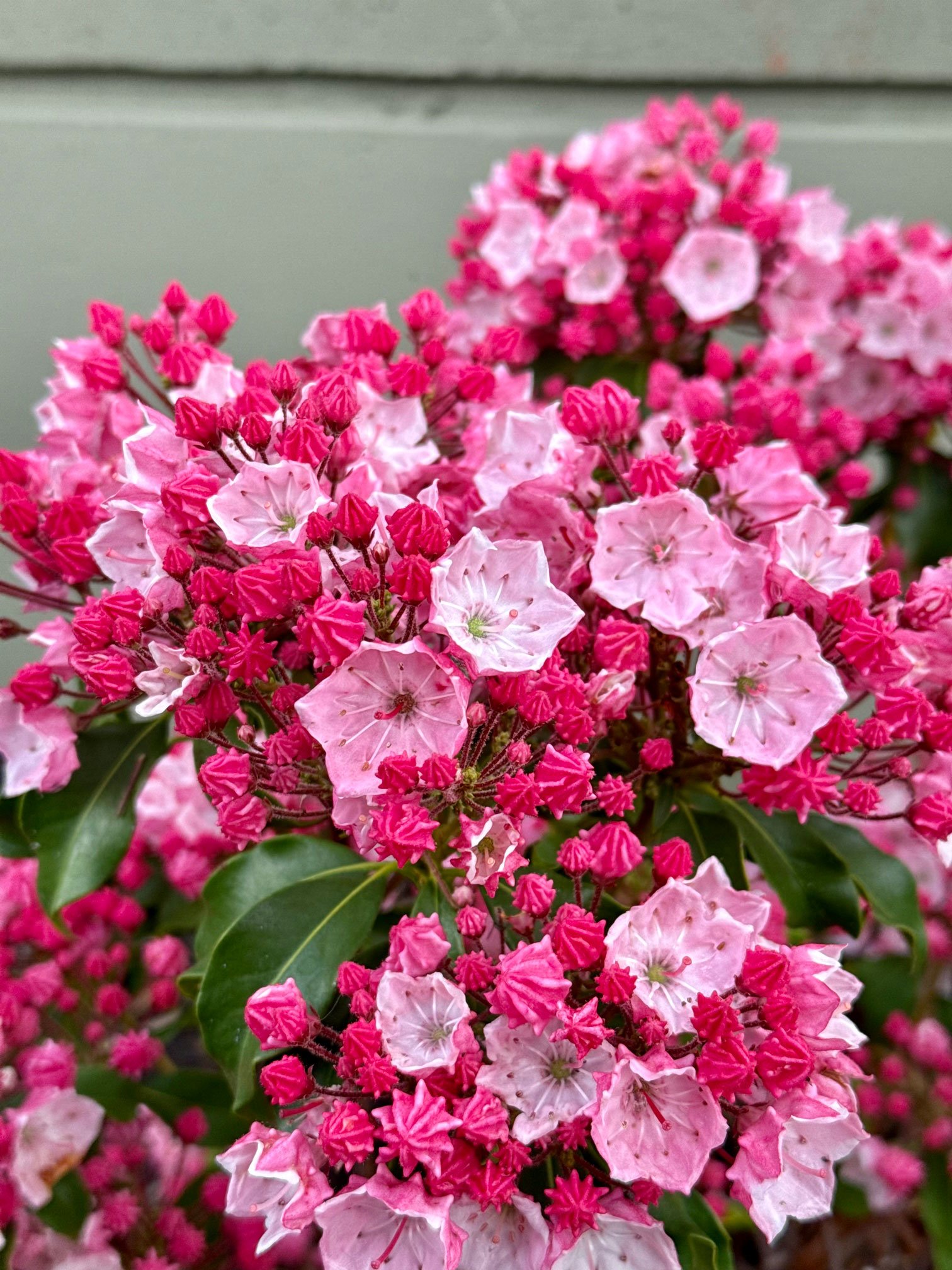 May 16, 2025 – Mountain Laurel