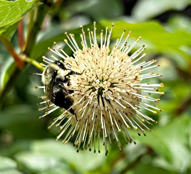 June 27, 2025 – Buttonbush