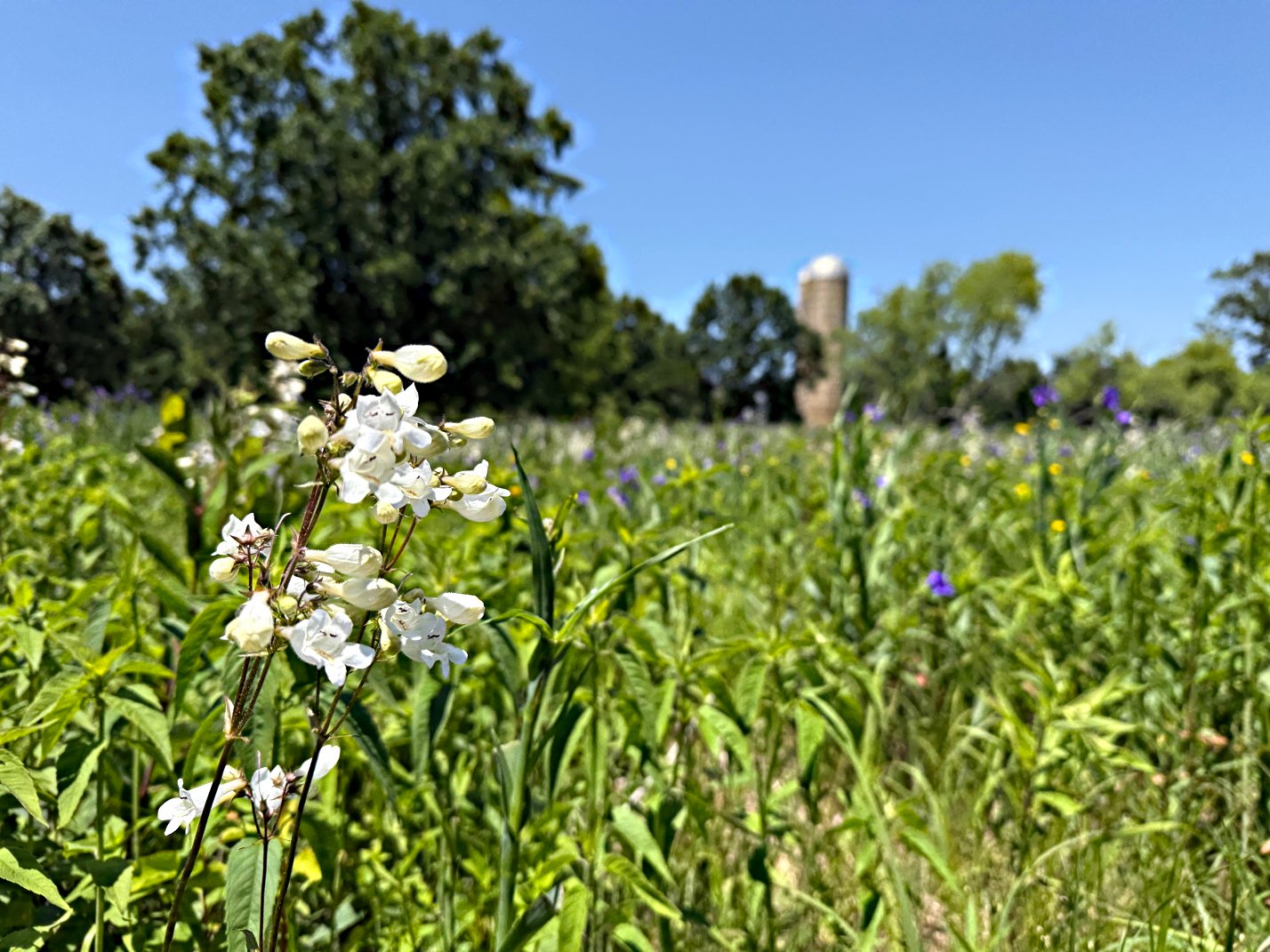 June 6, 2025 – Medford Meadows