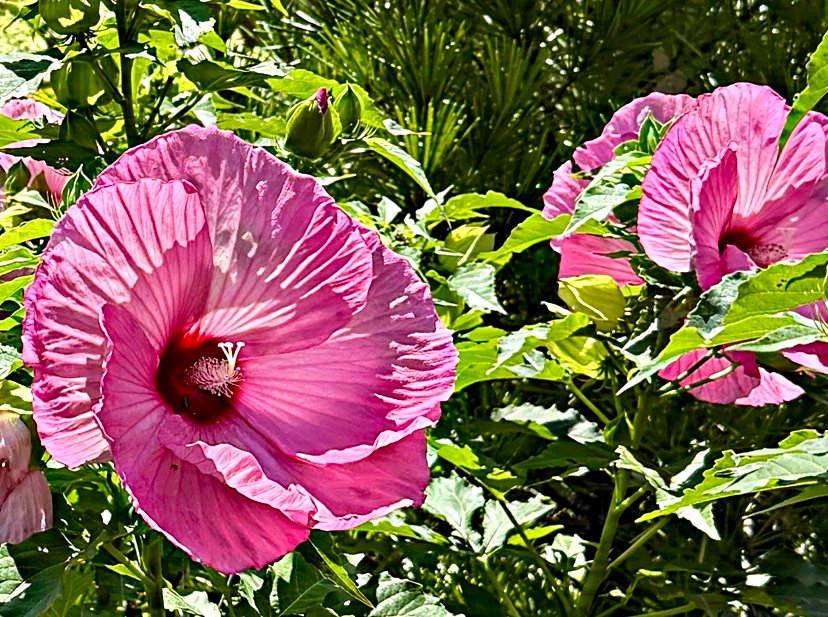 July 25, 2025 – Hibiscus