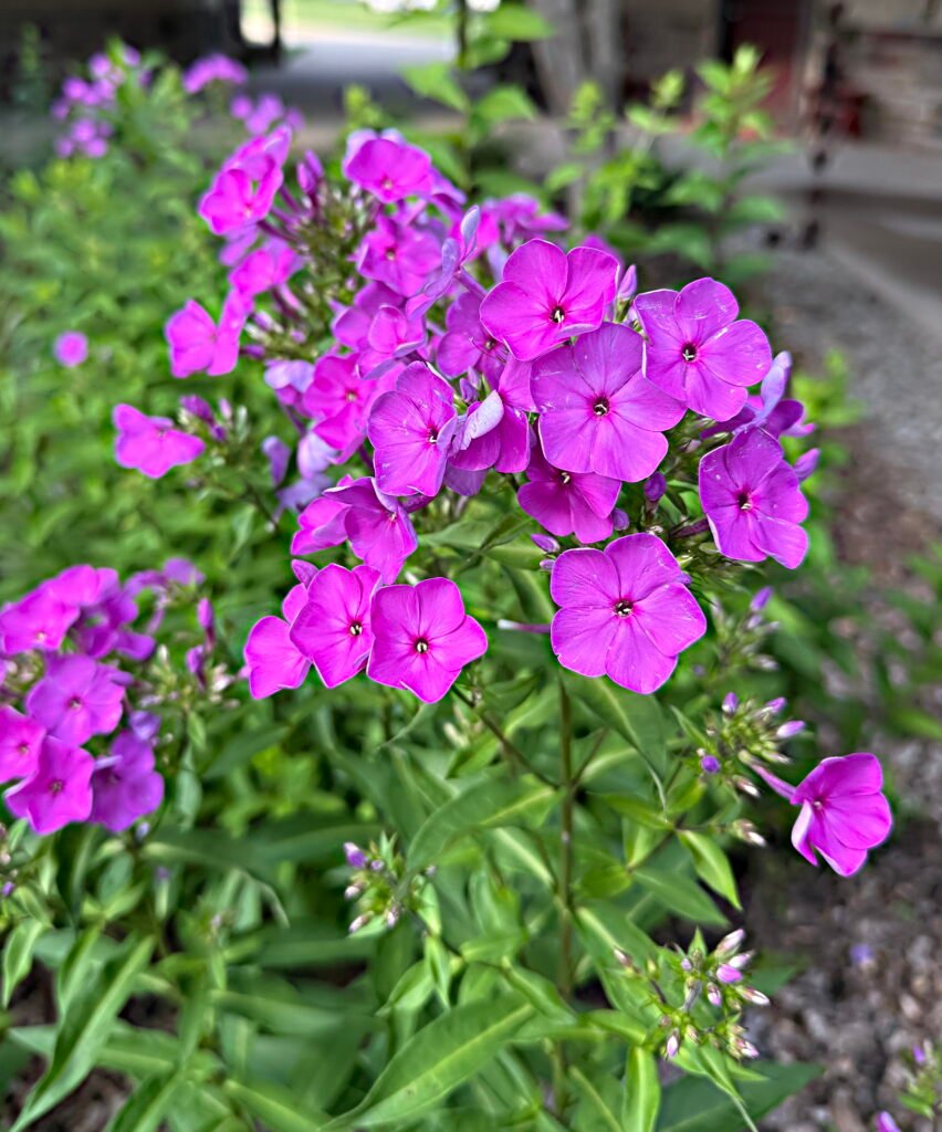 Fall Phlox