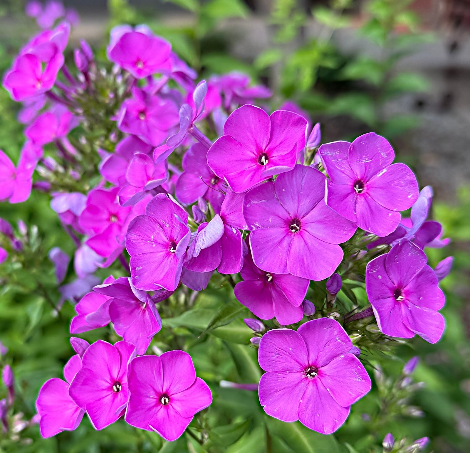 July 5, 2025 – Fall Phlox