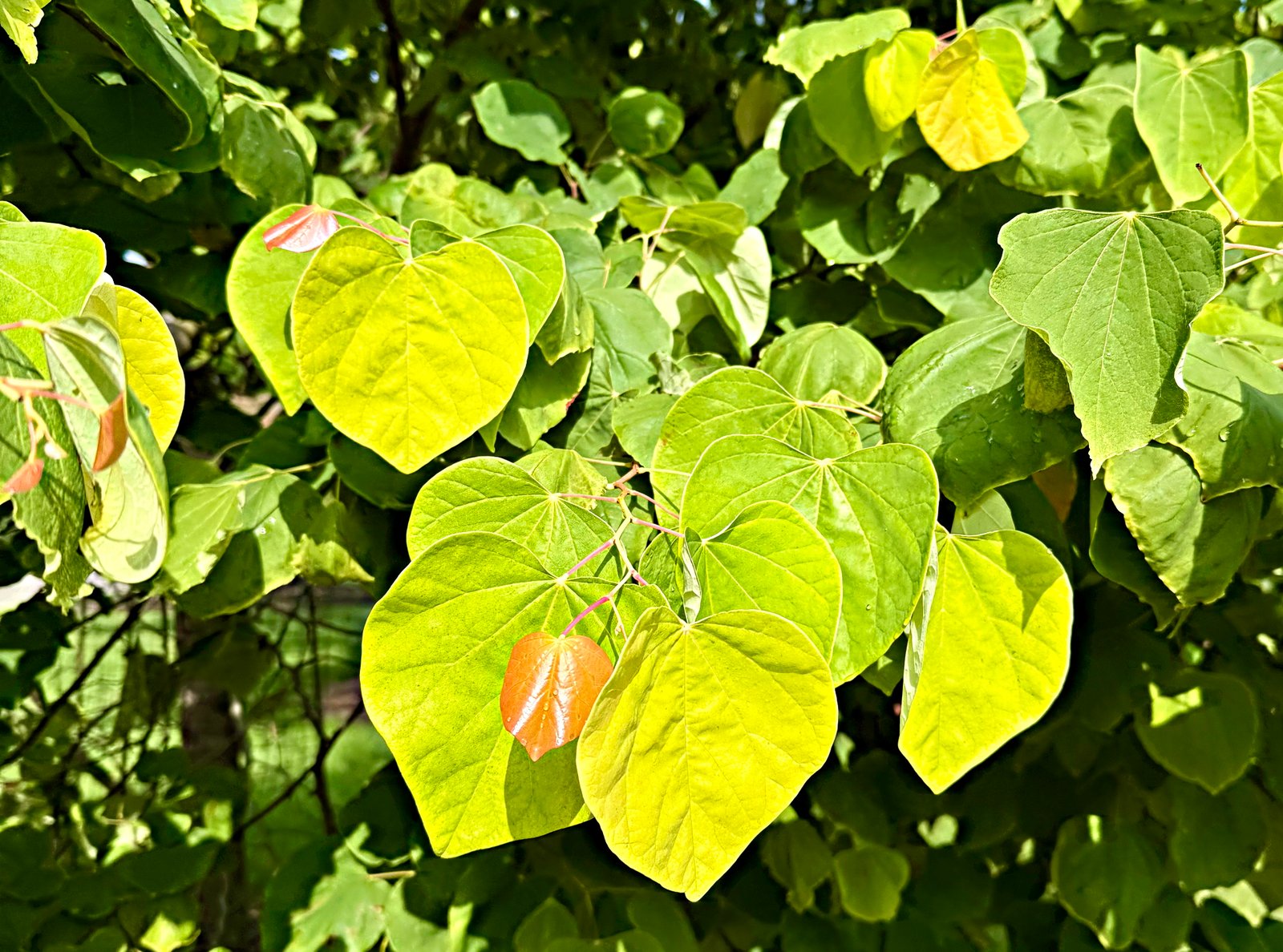July 18, 2025 – Redbud in summer