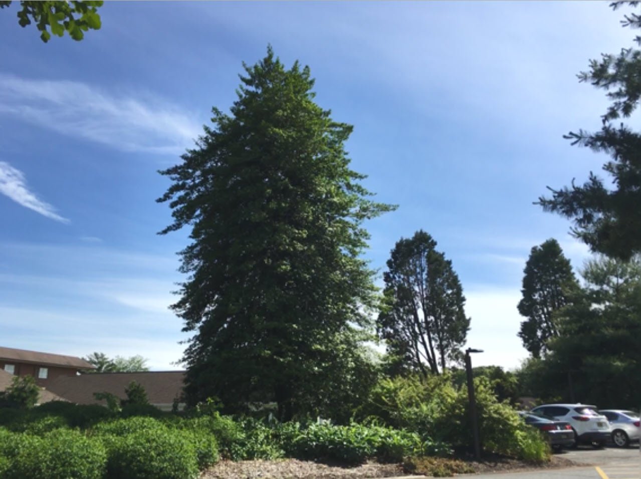 November 2019 – Champion Trees at Medford Leas