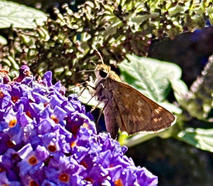 August 22, 2025 – Butterfly Bush