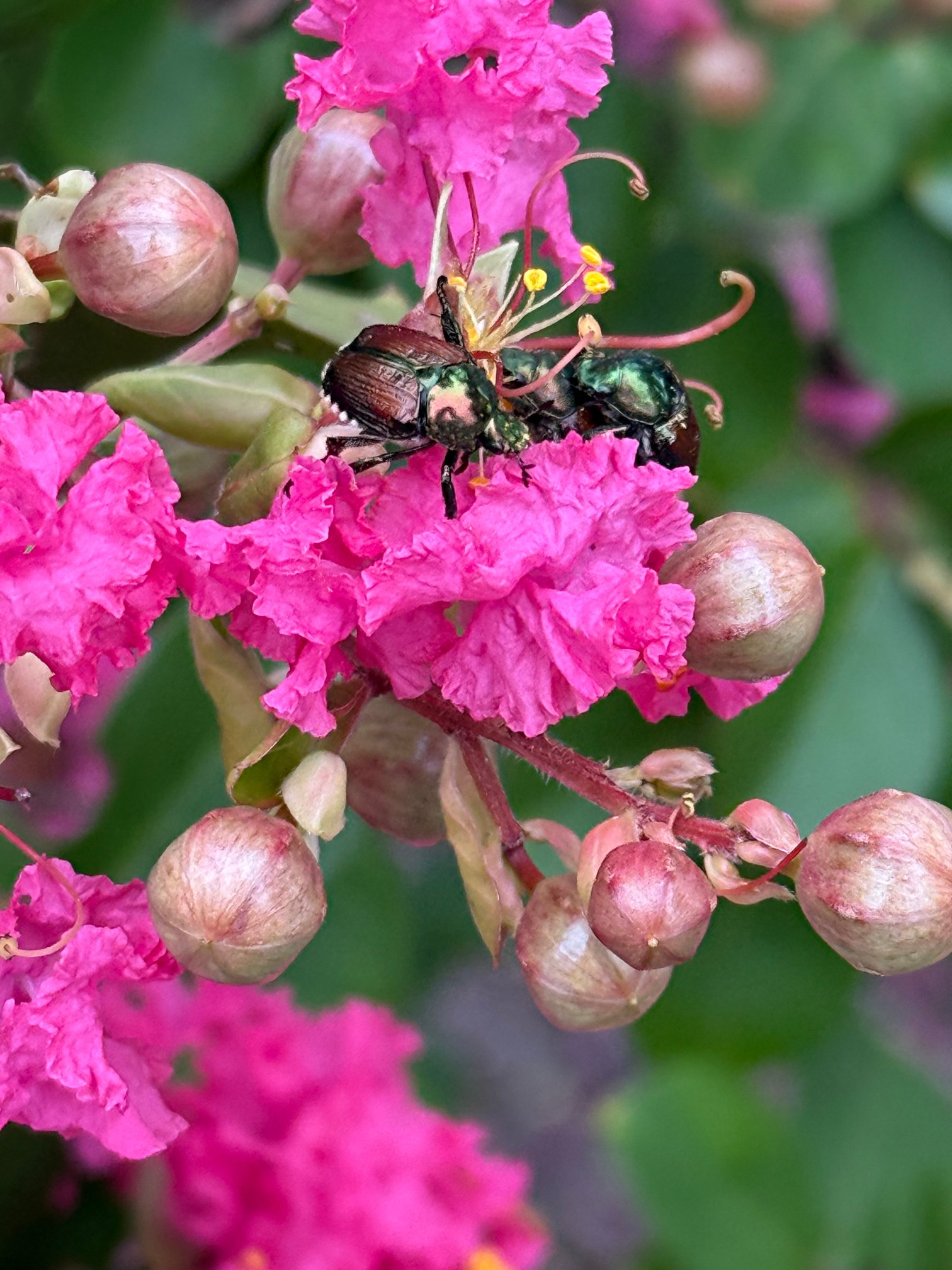 Crape Myrtle