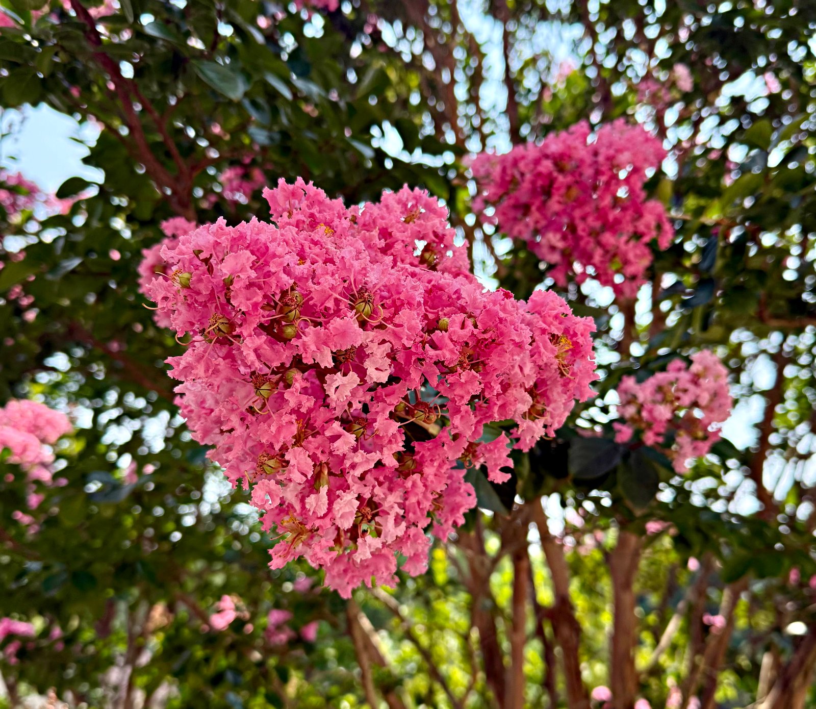 August 8, 2025 – Crape Myrtle