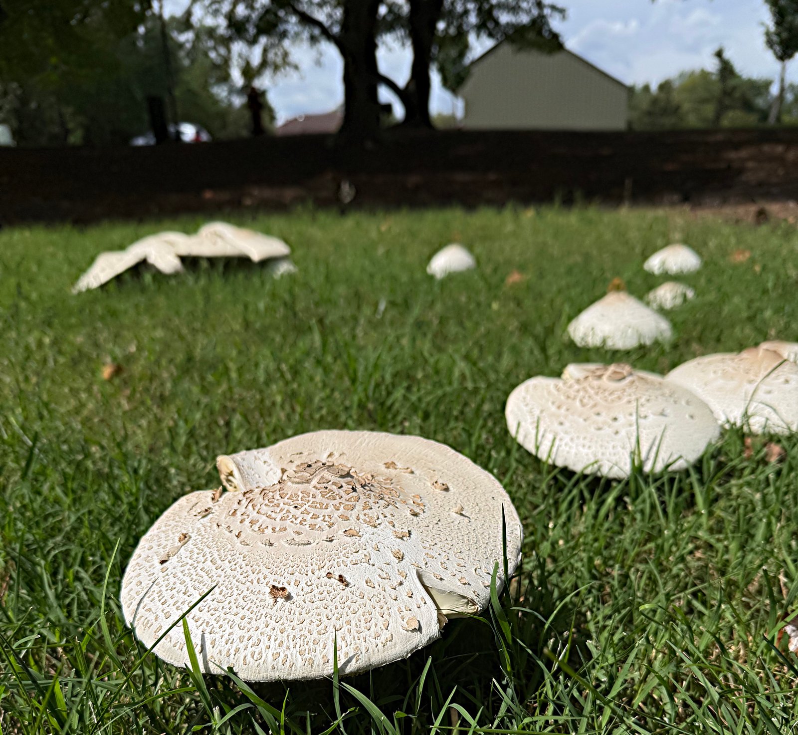 Mushrooms