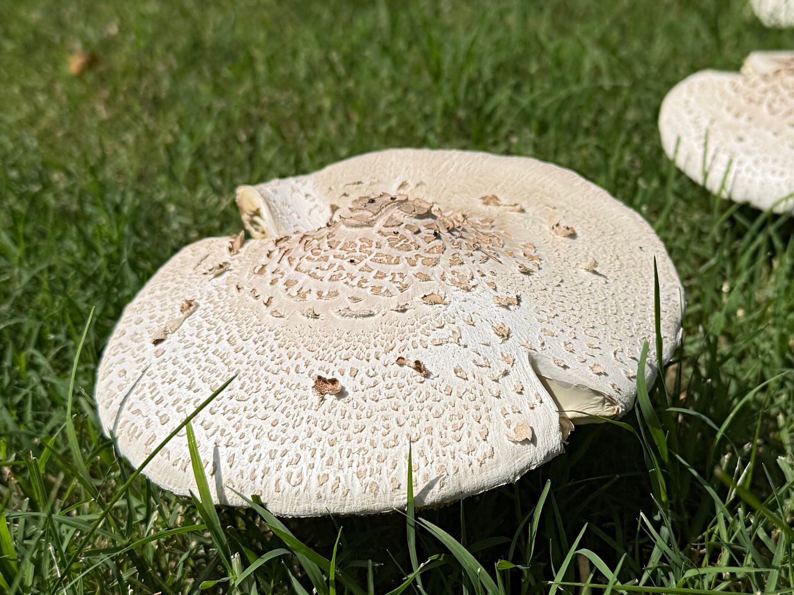August 29, 2025 – Mushrooms