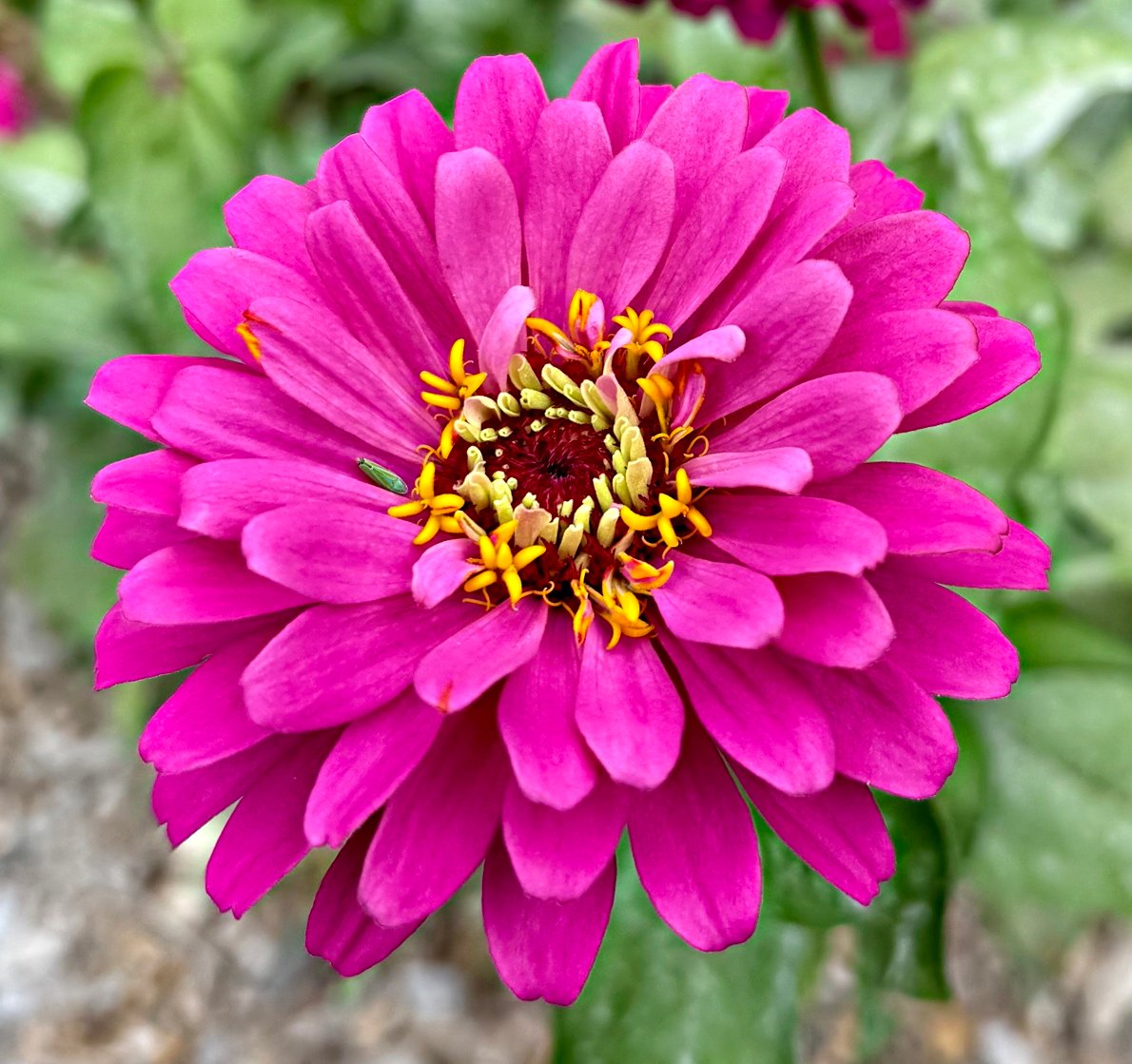 August 15, 2025 – Zinnia