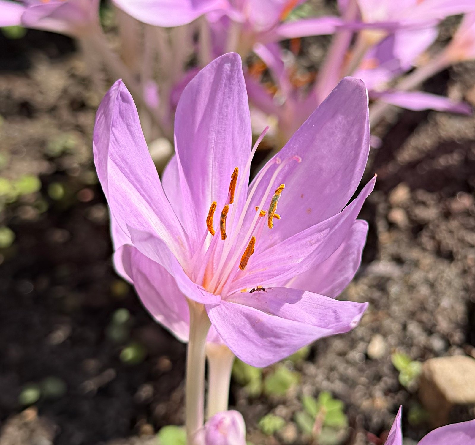 September 26, 2025 –  Autumn Crocus