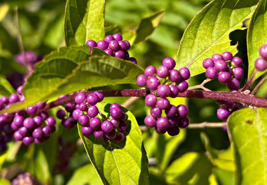 September 12, 2025 –  Beautyberry