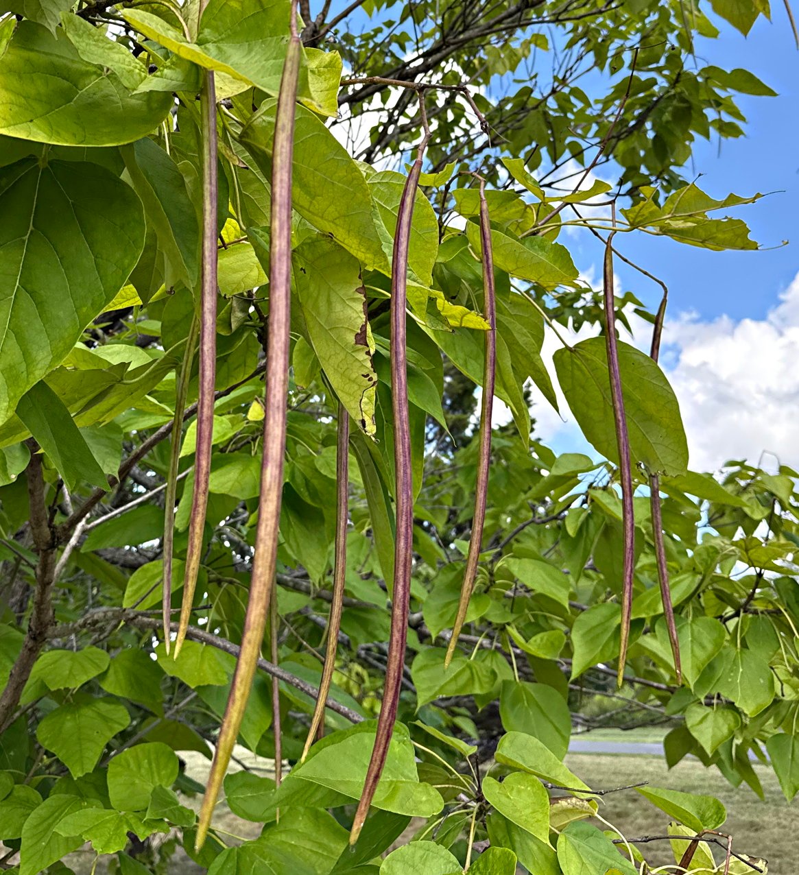 September 5, 2025 – Catalpa