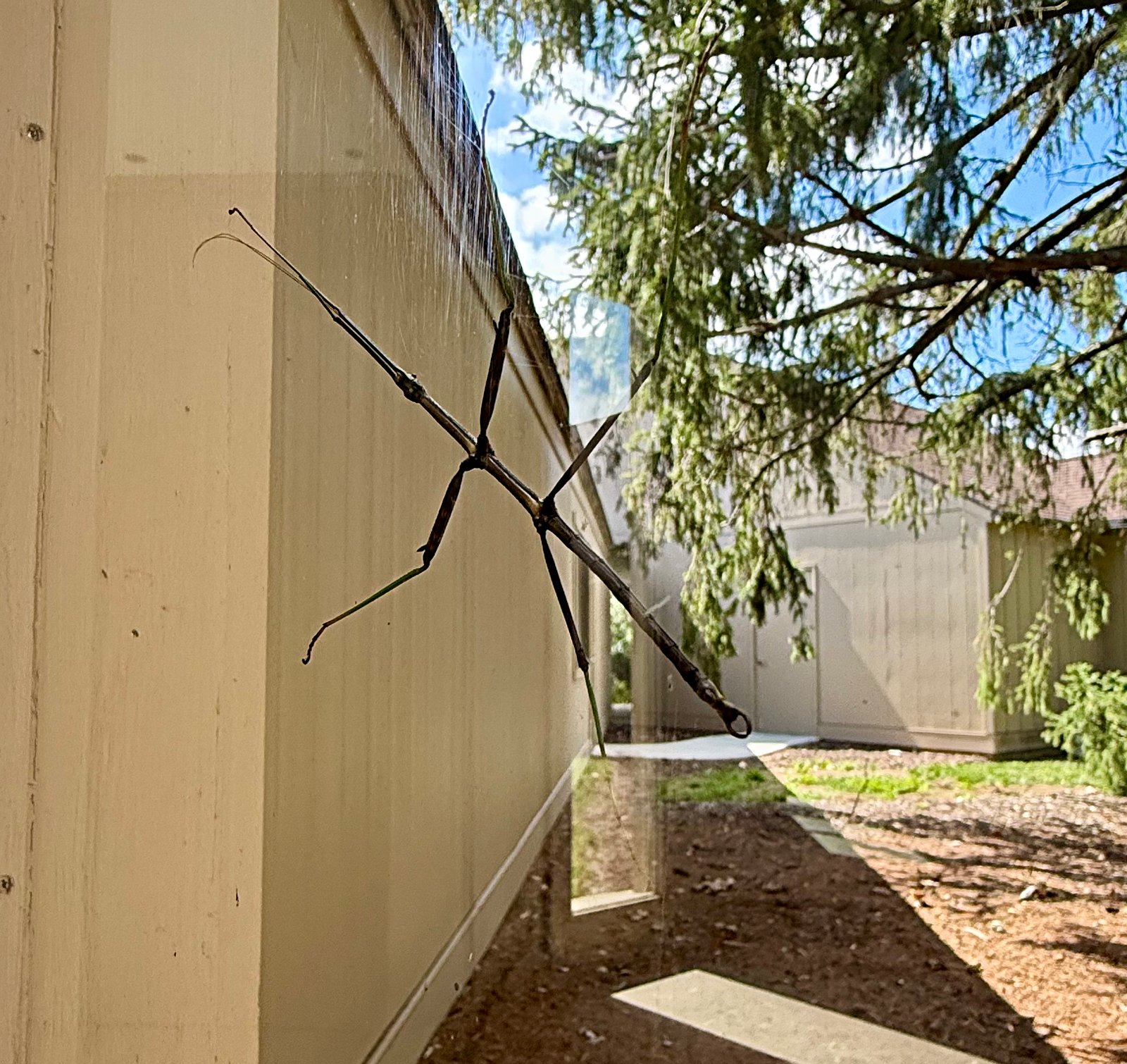 Stickbug