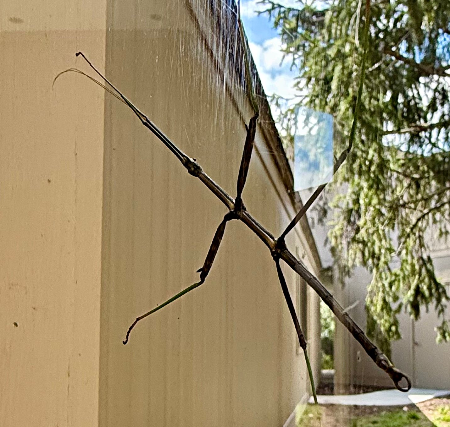 September 19, 2025 –  Stick Insect