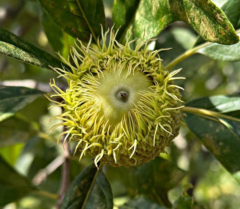 Bur Oak acorn