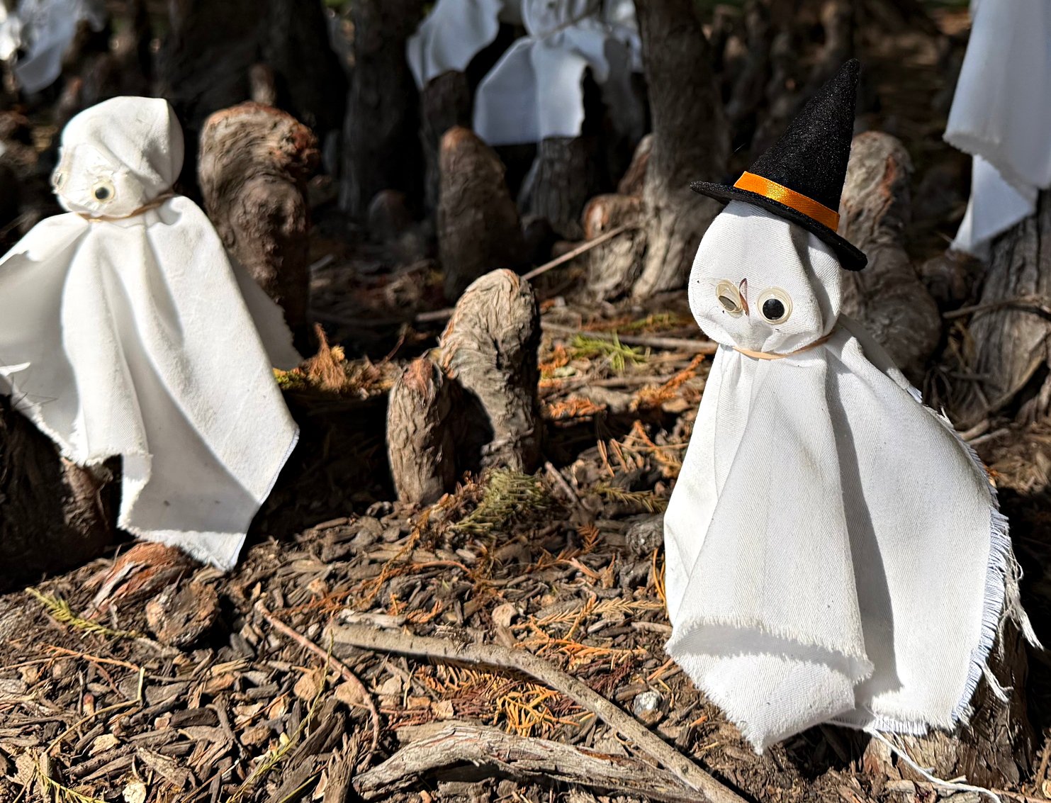 October 31, 2025 – Bald Cypress Ghosts