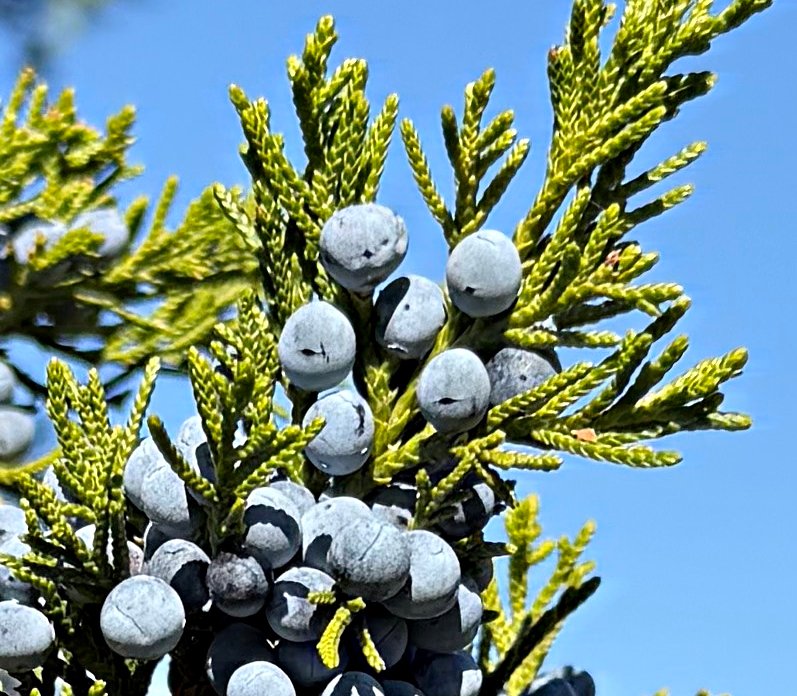 October 24, 2025 – Juniper
