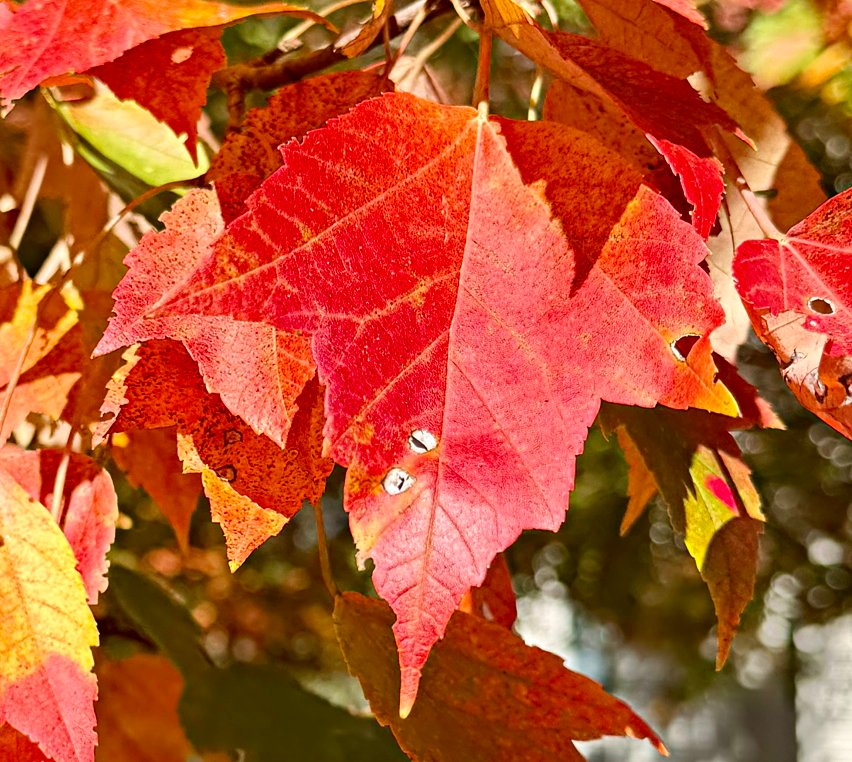Red Maple 'October Glory'