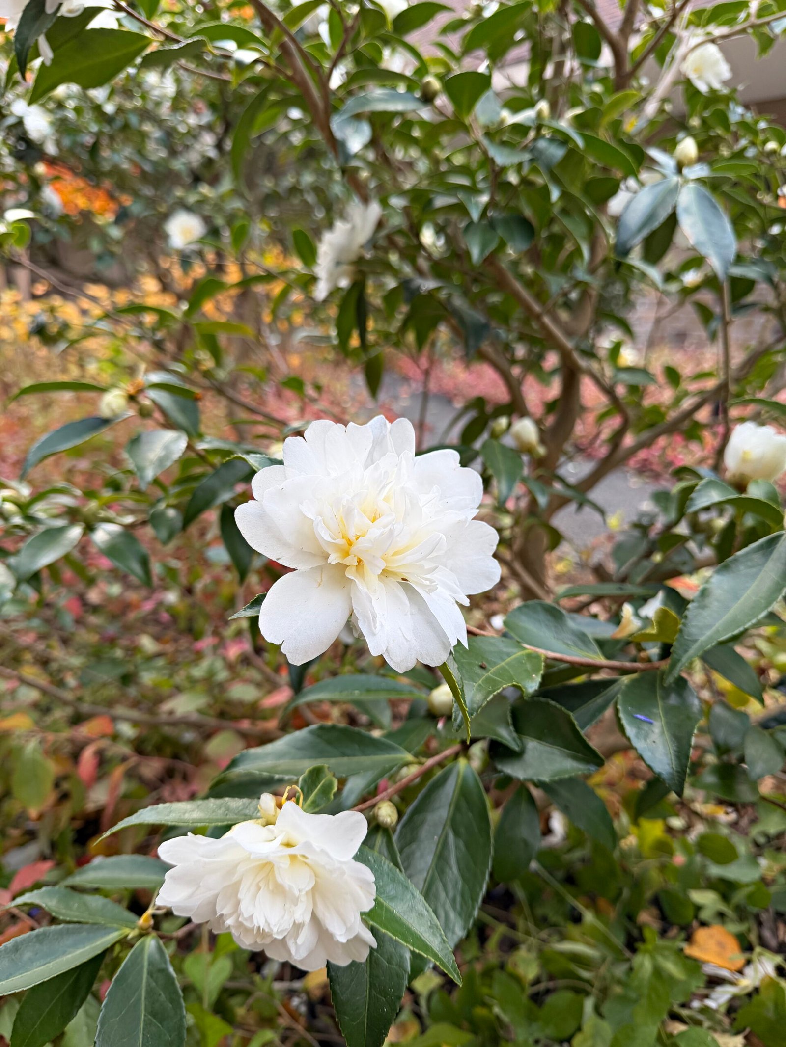 Camellia