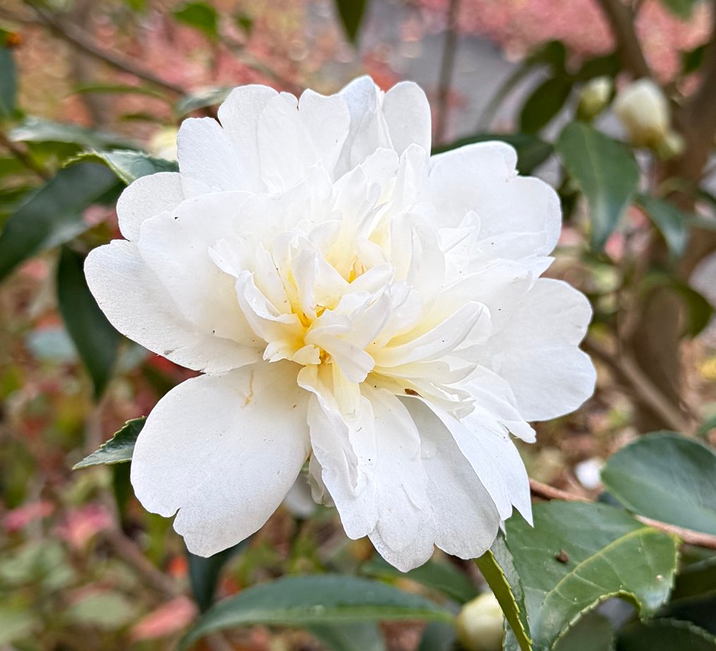 November 21, 2025 – Camellia