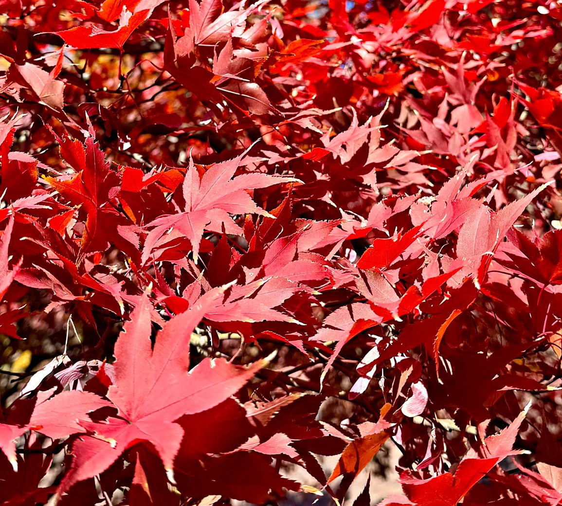November 7, 2025 – Fall foliage
