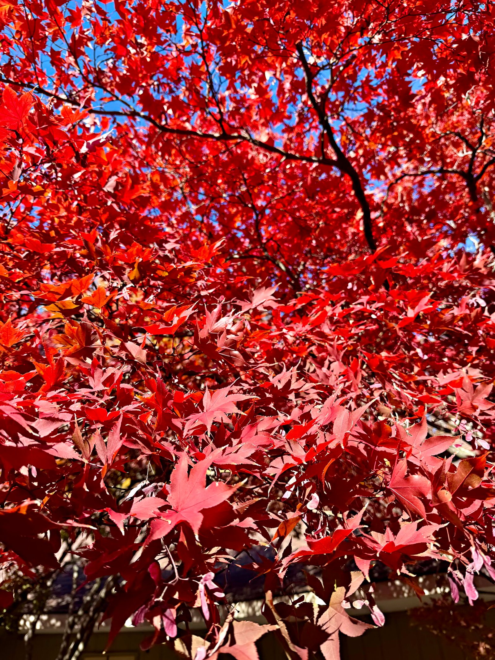 Foliage Colors - Maple