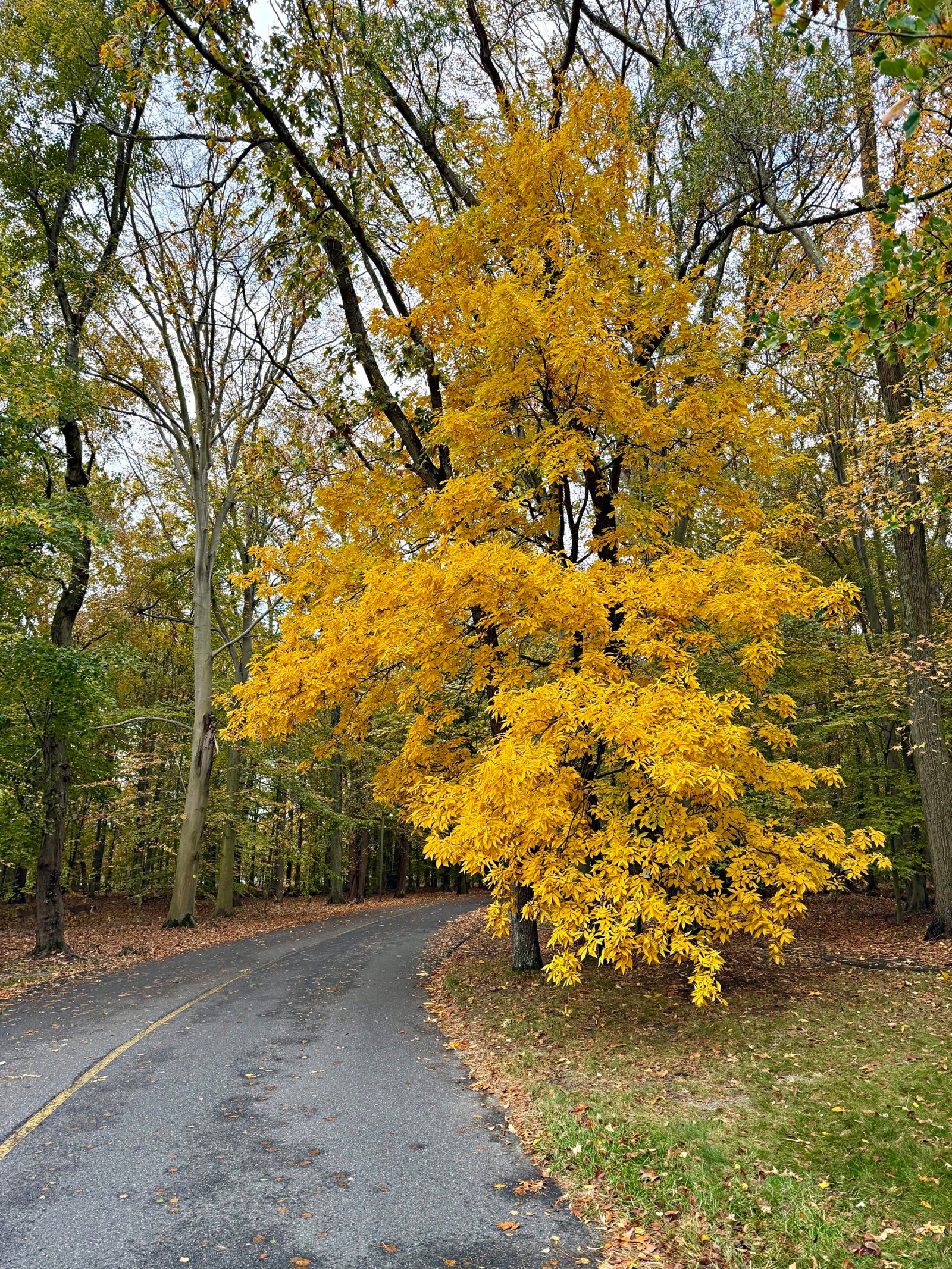 Foliage Colors - Hickory
