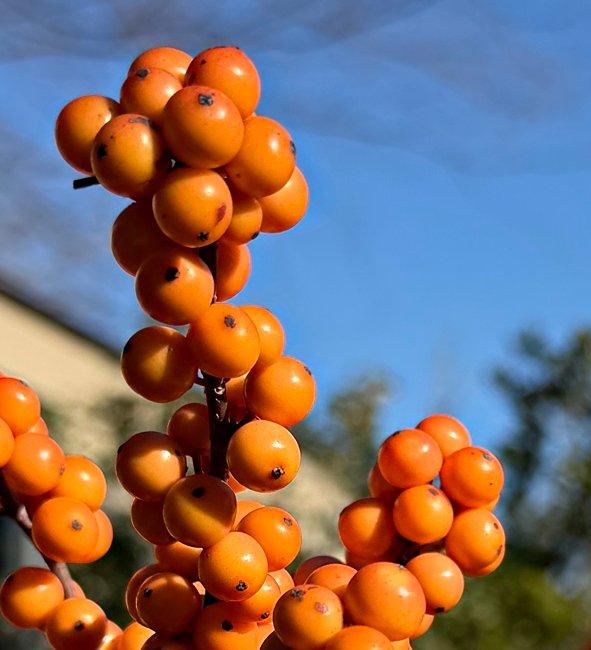 December 5, 2025 – Berries