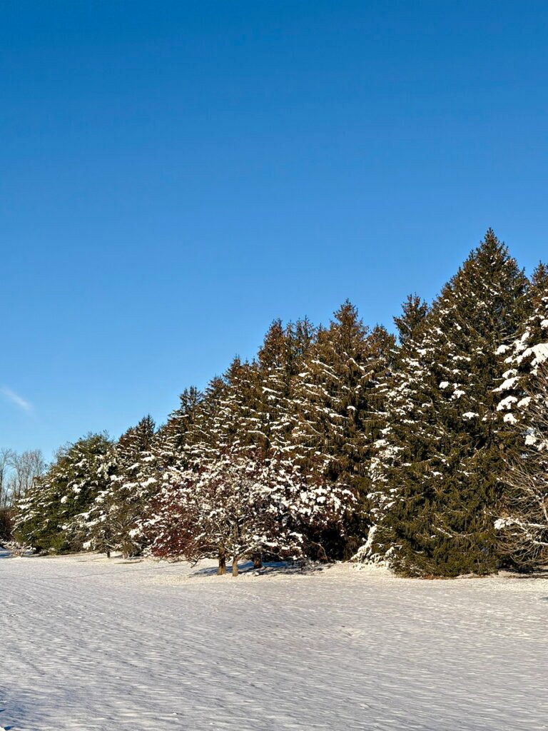 Winter Scenes