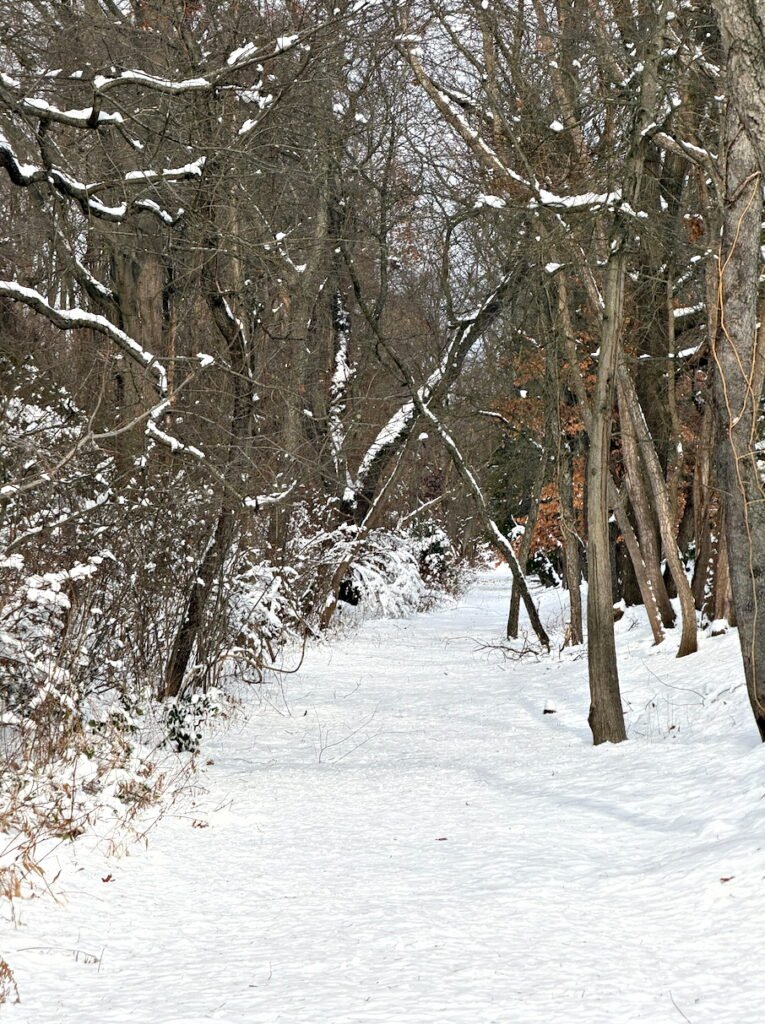Winter Scenes
