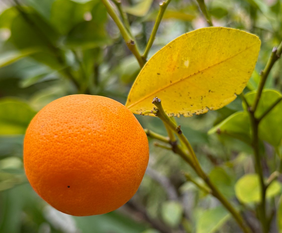 February 13, 2026 – Haddon Greenhouse