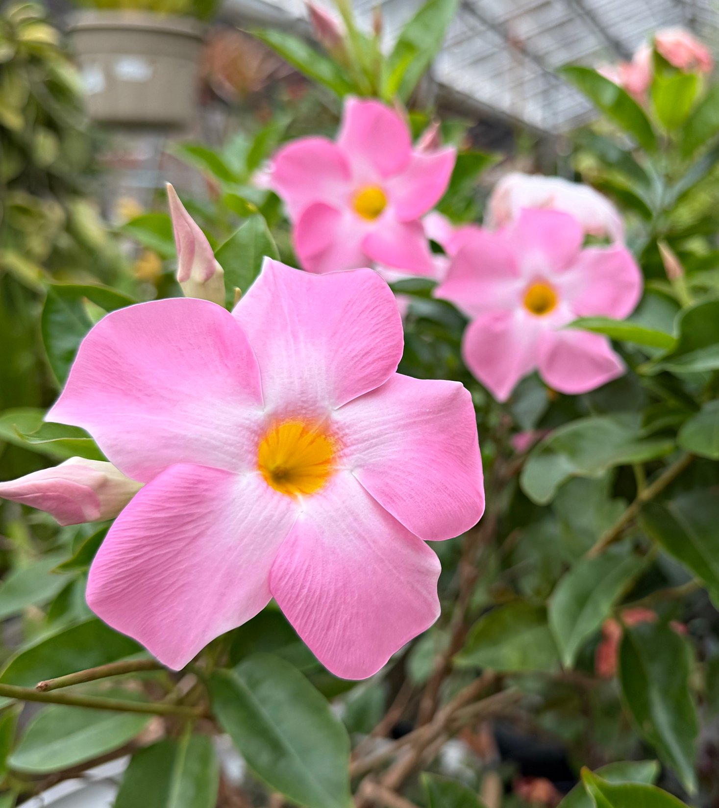 Pink flower