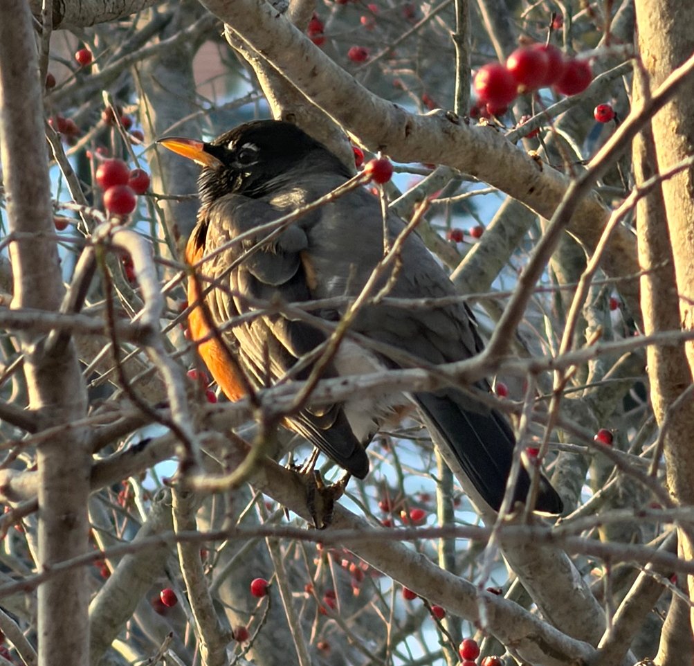 February 6, 2026 – Robins