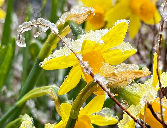 March 13, 2026 – Snowy Daffodils