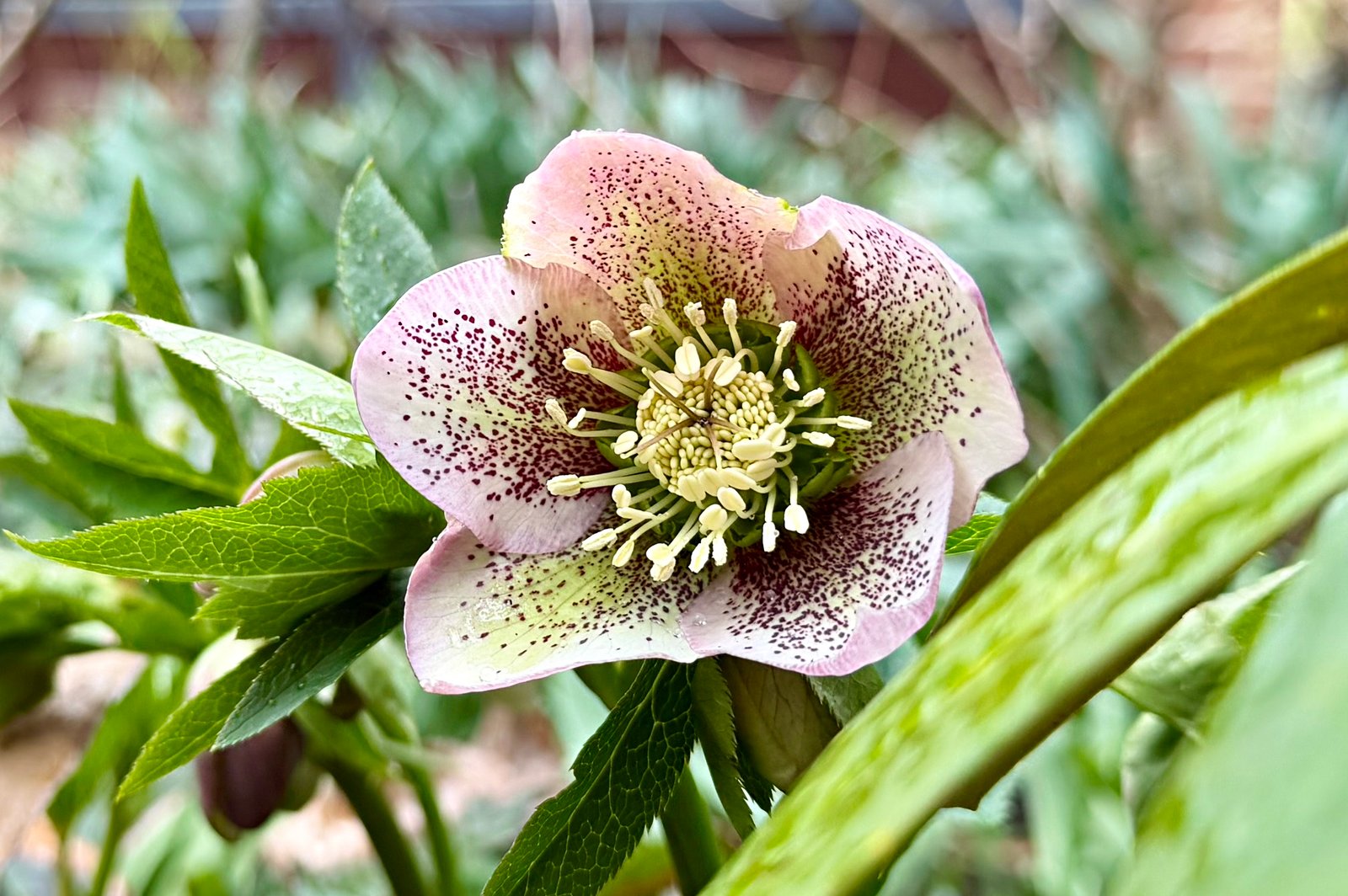 March 20, 2026 – Hellebore