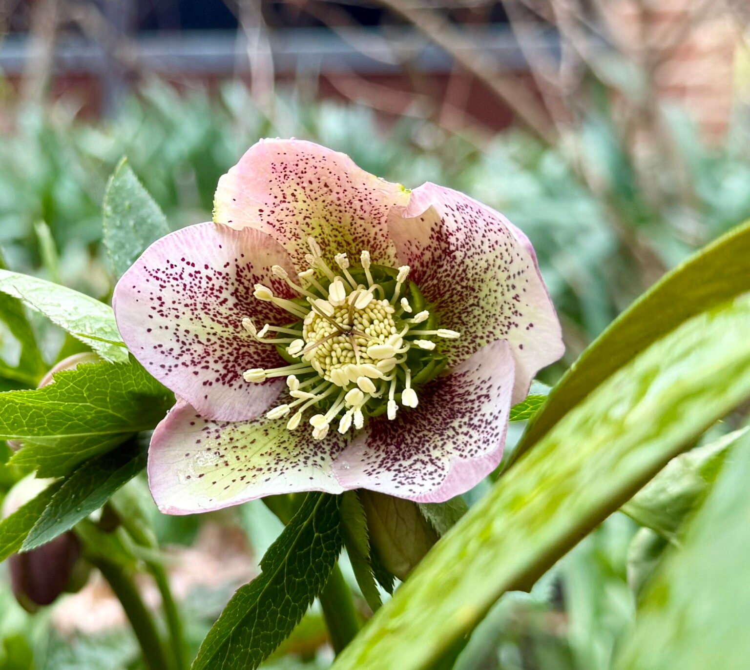 Hellebore