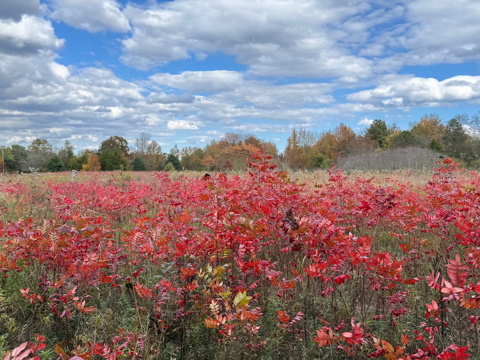 February 2025 – The Meadows at Medford Leas