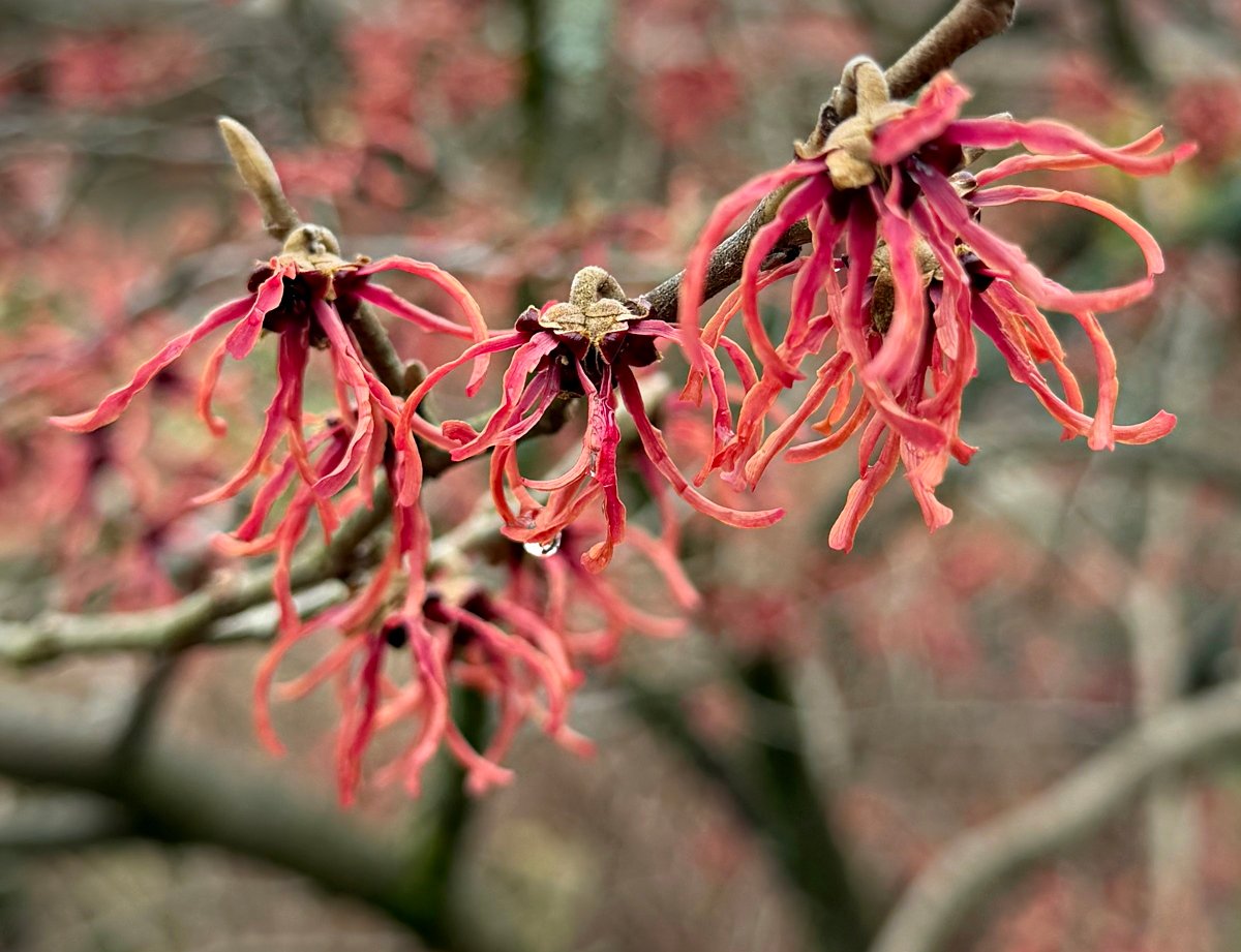 March 6, 2026 – Witch Hazel