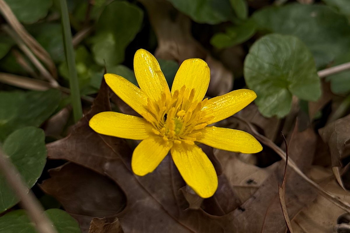 March 27, 2026 – Yellow Spring blooms