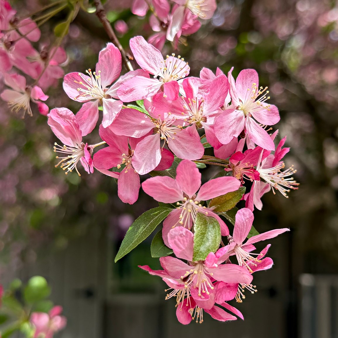 Crabapple blossoms