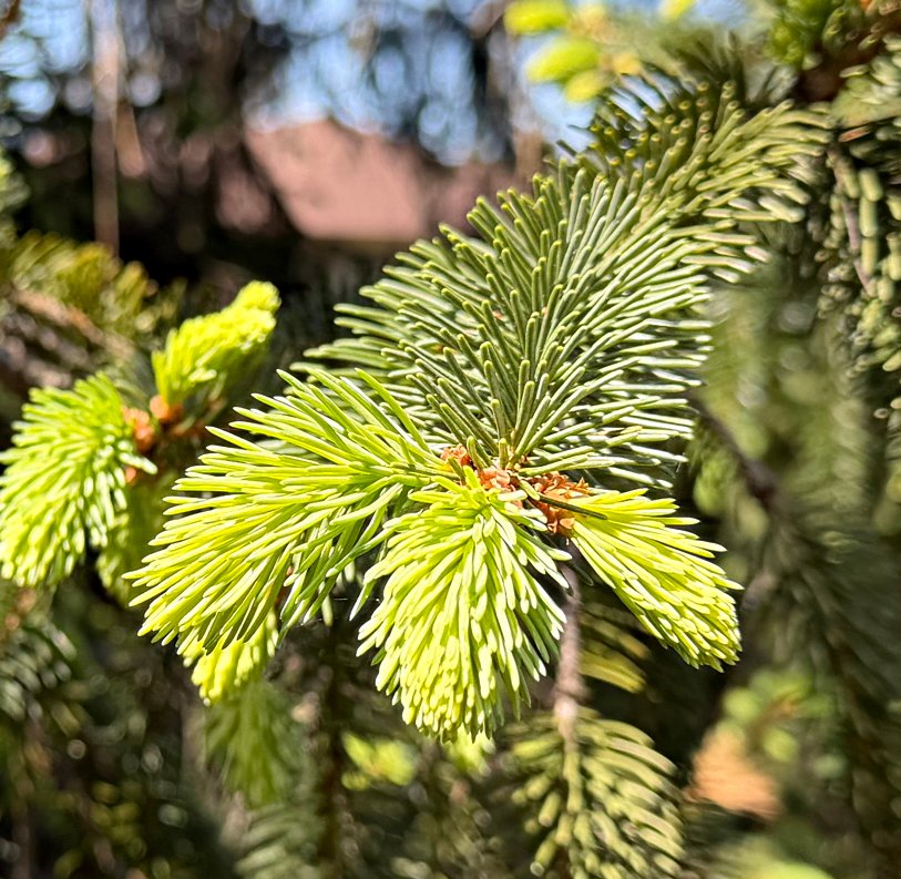 April 24, 2026 – Springtime pines