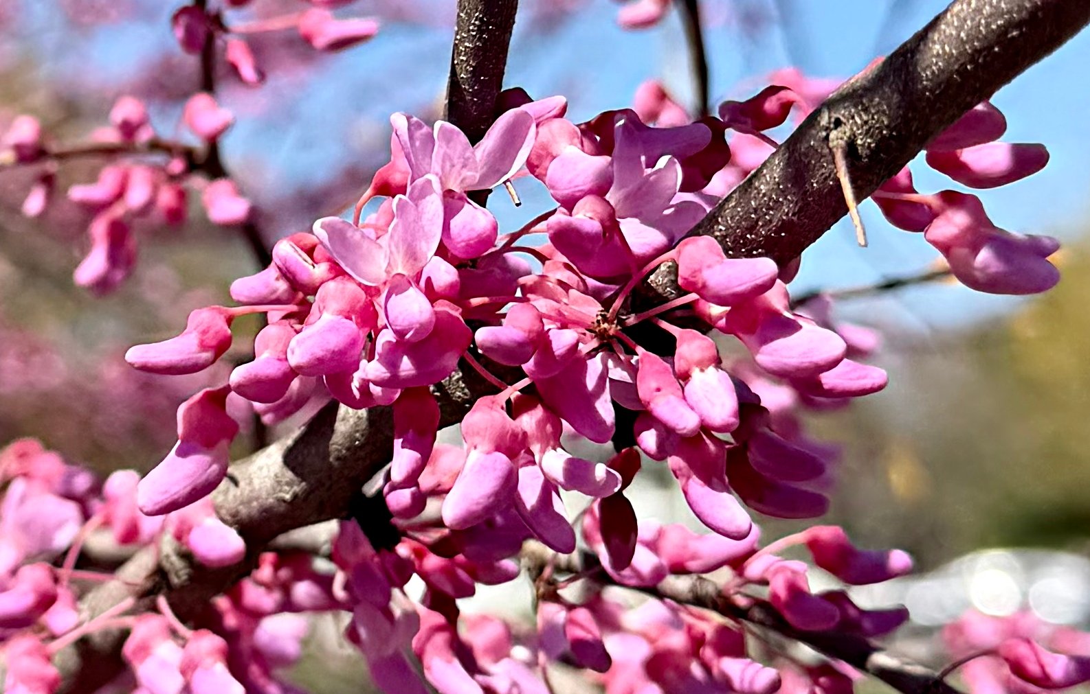 Redbud