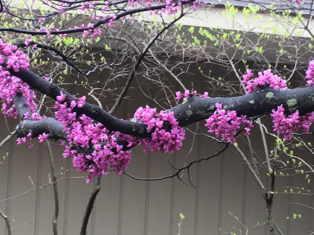 April 10, 2026 – Redbud