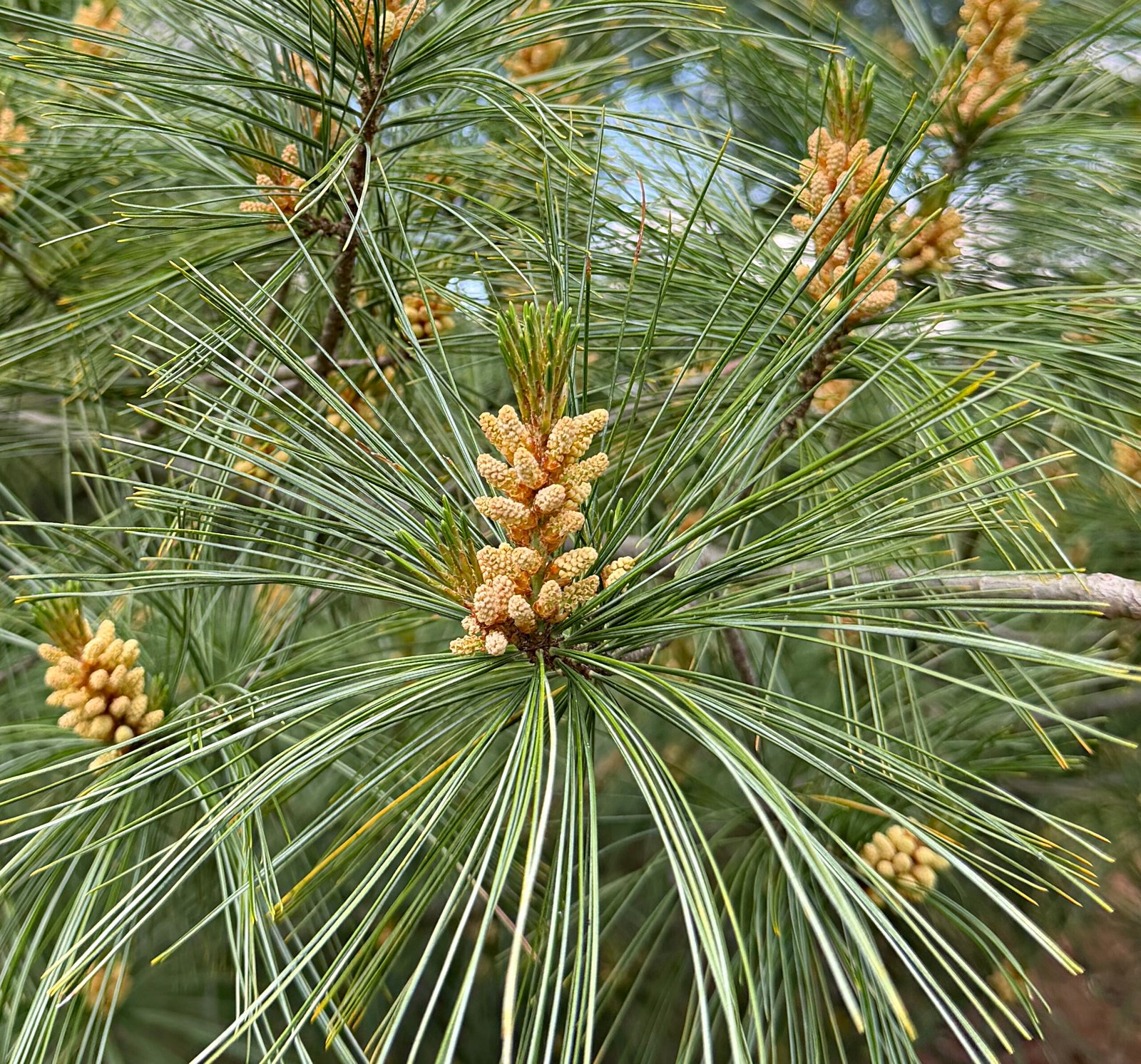 May 15, 2026 – True Pine