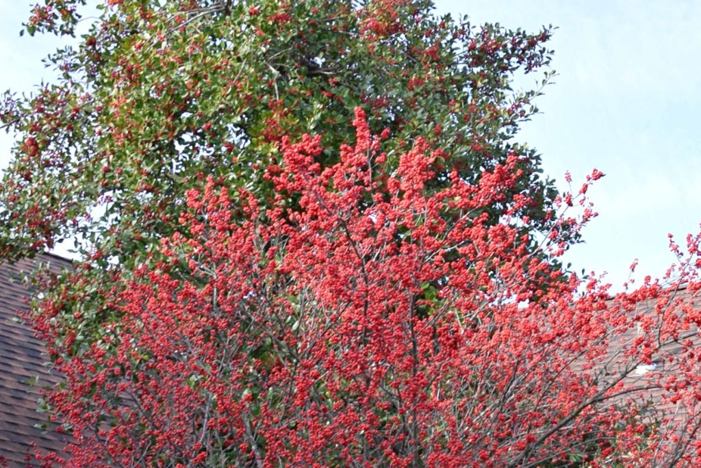 Court 21 Holly varieties