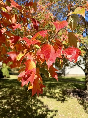 Red Maple 'October Glory'