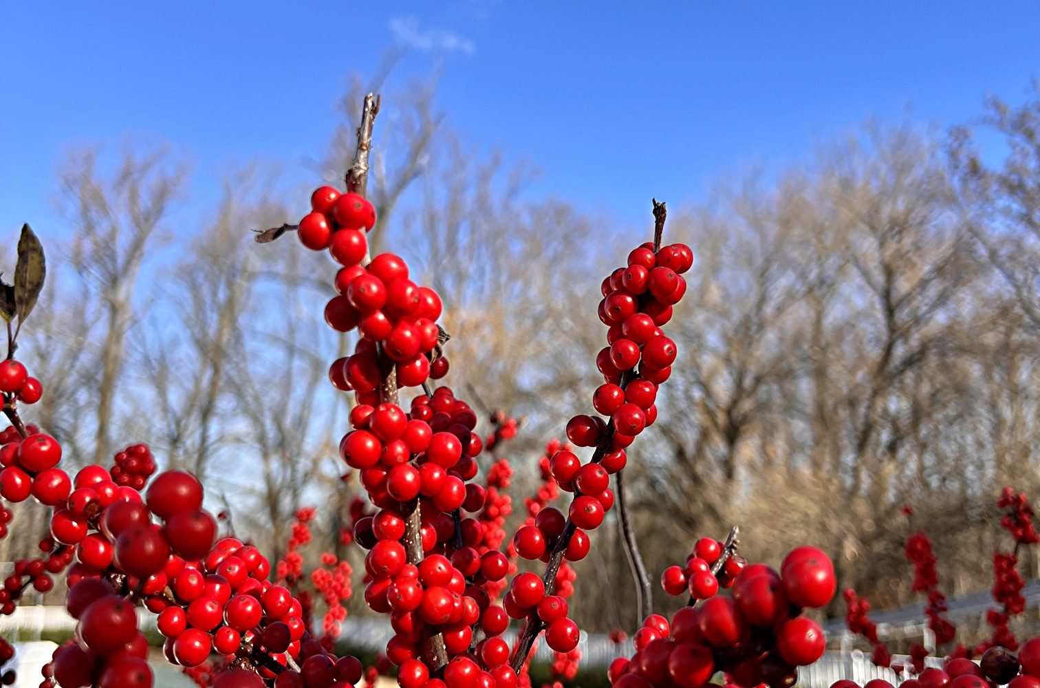 Winterberry