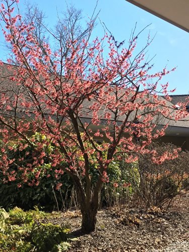 Witch Hazel